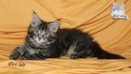 Maine Coon Babys suchen Familienanschluss 