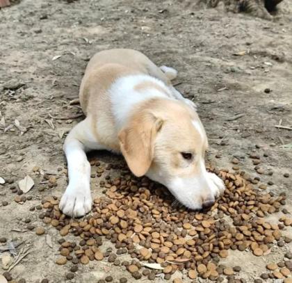 Solea sucht ein passendes Zuhause