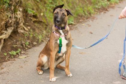 APACHI - Malinois-Aussi-Mix - 7 Monate - Tierhilfe-Franken e.V.