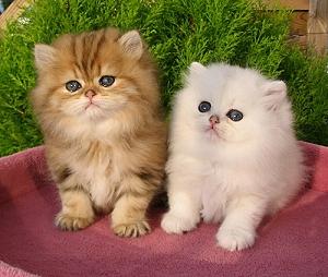 Perserbabys
