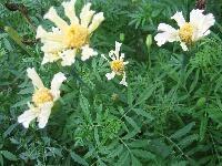 Blumensamen der Tagetes weiß, bunt und der Malve rosa blühend