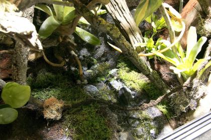 Paludarium / Terrarium für Pfeilgiftfrösche (Dendrobaten)