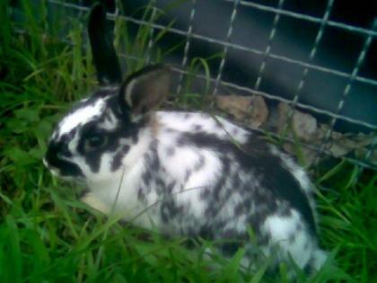 2 süße junge Kastraten suchen schönes Heim