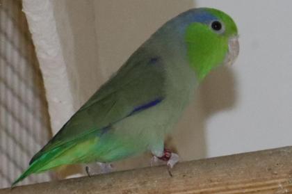 1 Paar Blaugenick dunkelgrün/ blaub x kobaltblau von 2021 zusammen 40, -