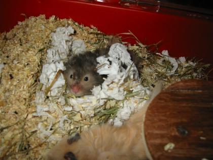 Junge Hamster