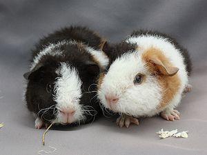 US-Teddy und Rosetten-Meerschweinchen aus Hobbyzucht