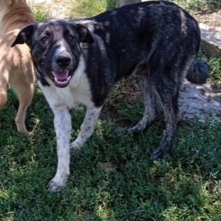 Elias - sucht ein hundeerfahrenes Zuhause