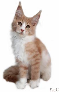 Traumhafte Maine Coon Kitten der seltenen Extraklasse!!