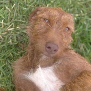 Ella sucht ein passendes Zuhause