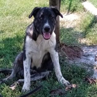 Elias - sucht ein hundeerfahrenes Zuhause