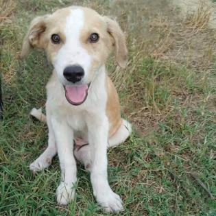 Linus - sucht ein hundeerfahrenes Koerbchen