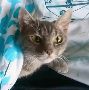 SALLY -europäische Hauskatze - 1 Jahr - Tierhilfe-Franken e.V.