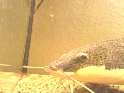 Phractocephalus hemioliopterus, (Rotflossen-Antennen?wels), ca. 35-45cm