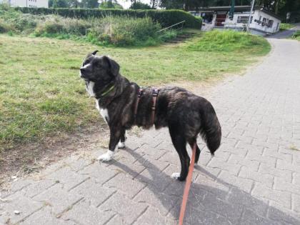 Sinefa sucht ein passendes zuhause-Pflegestelle gefunden