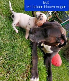 Deutsche dogge