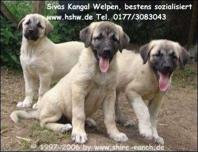 Sivas Kangal Welpen