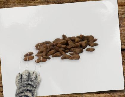 Katzen würden Ihr Futter Reico kaufen!