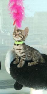 Reinrassige Bengalkitten mit Stammbaum! Mini Leoparden!