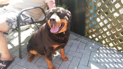 Wunderschöne Rottweilerhündin sucht neue Couch