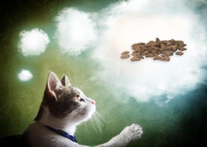 Katzen würden Ihr Futter Reico kaufen!