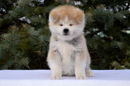 AKITA INU WELPEN