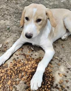 Solea sucht ein passendes Zuhause