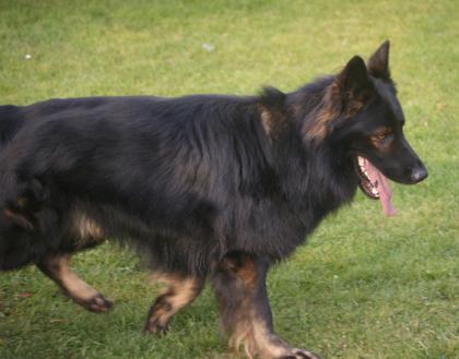 Altdeutsche Schäferhundwelpen vom Buchholzer Wald