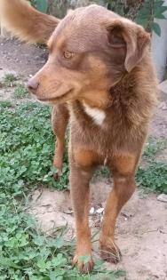 Menios - trotz seinem Bruch fit