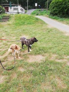 Sinefa sucht ein passendes zuhause-Pflegestelle gefunden