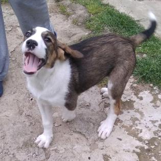 Grisu - wurde zusammen mit Adele gefunden