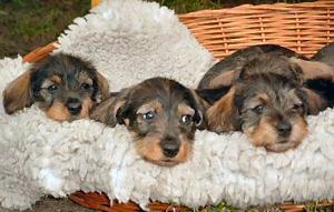 Urlaub mit Pferd und/od. Hund