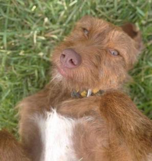 Ella sucht ein passendes Zuhause