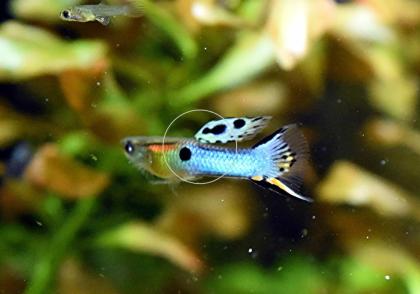 Japan Blue, Endler, RARITÄT, reinerbig (Versand/ Abholung)