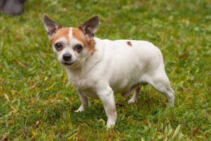 OPI RONNY - Chihuahua - 13, 5 Jahre - Tierhilfe-Franken e.V.