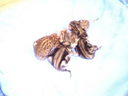 Bengalkatzen mit Stammbaum