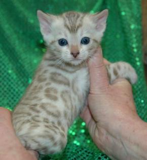 Bengalen und Bengalinen :) Bengal Kitten Katzen Kater Katze