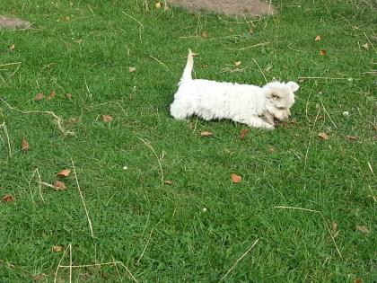 4 Chihuahua suchen liebevolles Zuhause