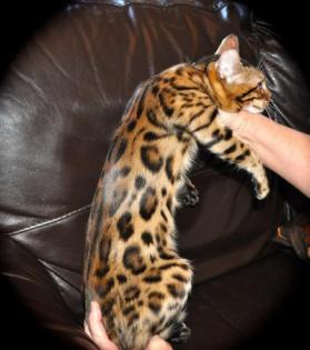 Bengalen und Bengalinen :) Bengal Kitten Katzen Kater Katze
