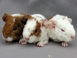US-Teddy und Rosetten-Meerschweinchen aus Hobbyzucht