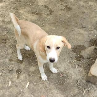 Solea sucht ein passendes Zuhause