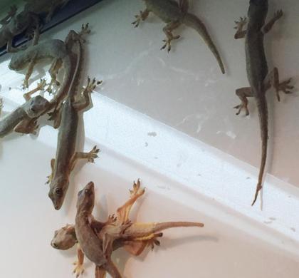 Hausgeckos Stück 7€