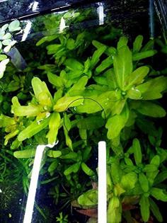 Mexikanisches Eichblatt, Bündel, AKTION! (Versand/ Abholung)