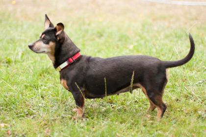 LILLIFEE - Dackel-Mix - 8 Jahre - Tierhilfe-Franken e.V.