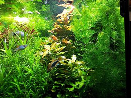 Rotstängeliges Hornblatt „Mexiko“, Aquarienpflanzen (Versand/ Abholung)