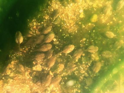 Gelbbauchunke (Bombina variegata) Nachzuchten