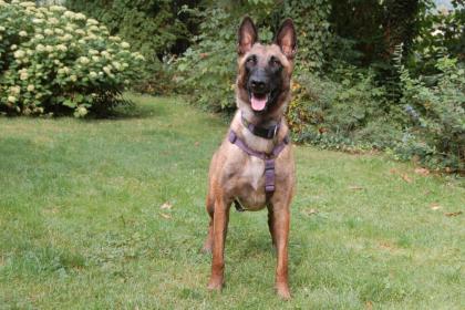 JARINA - Malinois - 1 Jahr 4 Monate - Tierhilfe-Franken e.V.