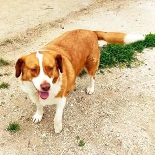 Bitsie - freundlich aber schüchtern auf Körbchensuche