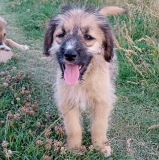 Toffee - kleine aufgeweckte und liebe Maus