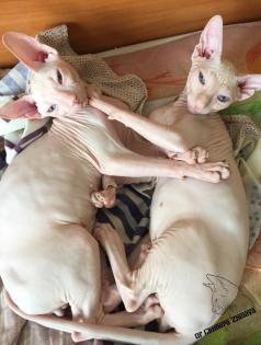 Reinrassige Don Sphynx-Kitten mit Stammbaum und Champion Titeln