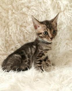 Reinrassige Bengalkitten mit Stammbaum! Mini Leoparden!